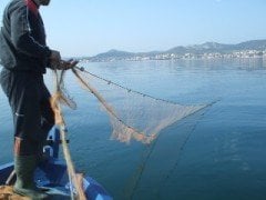 Germe Ağ Misina Fanyalı 15 Metre