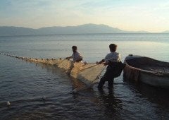 Germe Ağ Misina Fanyalı 50 Metre